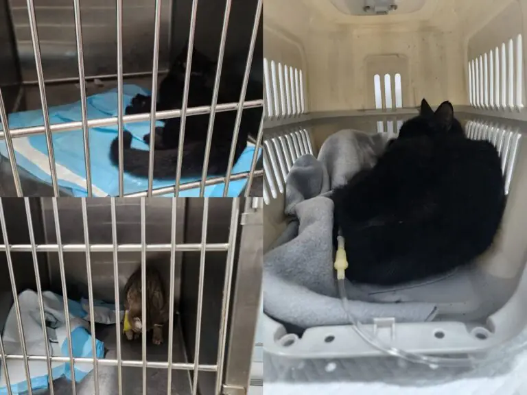 Spargono wurstel avvelenati per uccidere i gattini: orrore nel rione