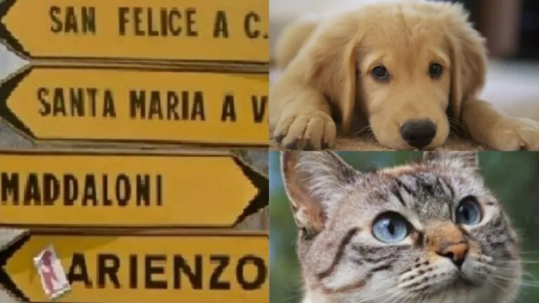 Spargono cibo avvelenato per uccidere cani e gatti: orrore in città