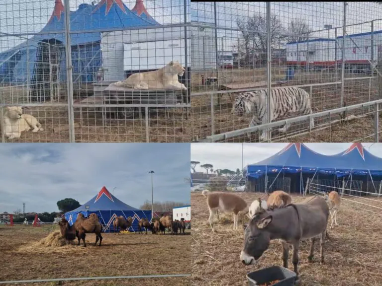 “Royal Circus” aderisce al “Progetto Circo Etico”: iniziativa che riscrive la cultura circense