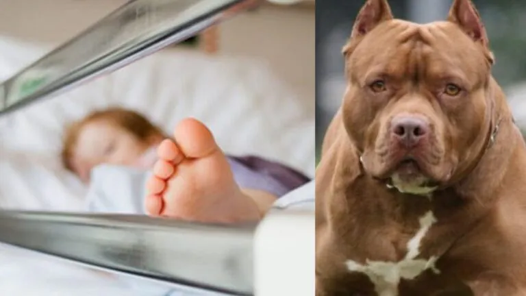 Cane morde bimba di 2 anni e la sbatte a terra, trasportata in ospedale