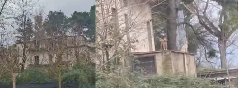 Cani tenuti prigionieri e denutriti in un fabbricato. Urge intervento