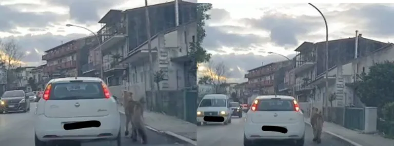 Lega pony all’auto e lo trascina per la frazione: “Zero rispetto per gli animali”