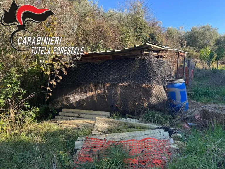 Orrore in provincia: carcasse di cani nel alger dove ne vivono altri. Scatta sequestro