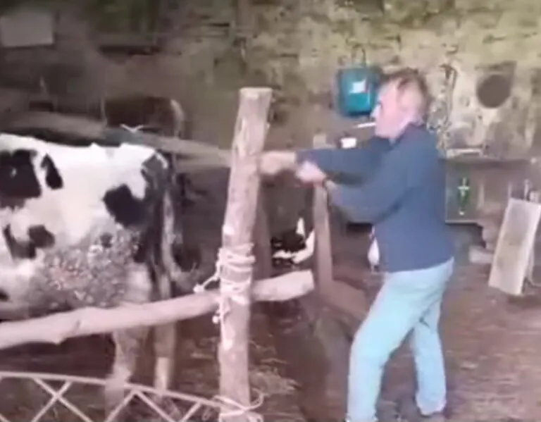 Allevatore della Valle ripreso mentre prende a badilate una mucca. Video