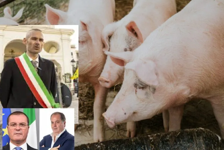 Maiale regalato dal sindaco a un grande elettore in cambio dei voti