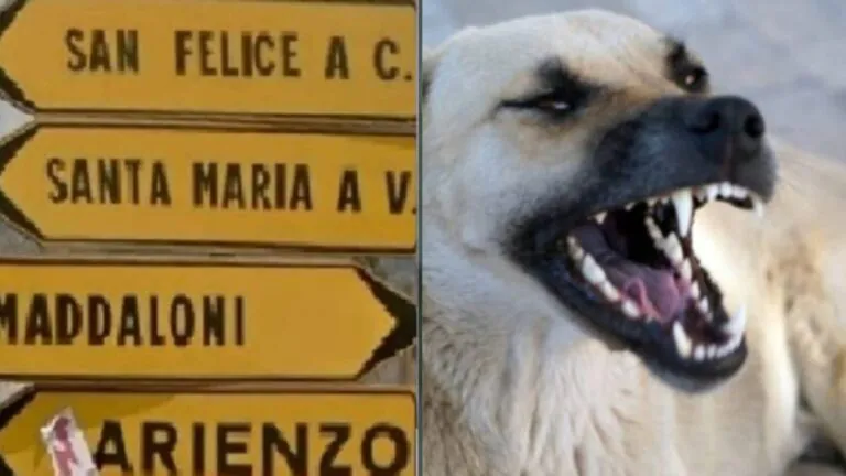 Bimbo aggredito e morso da cane, portato al Psaut