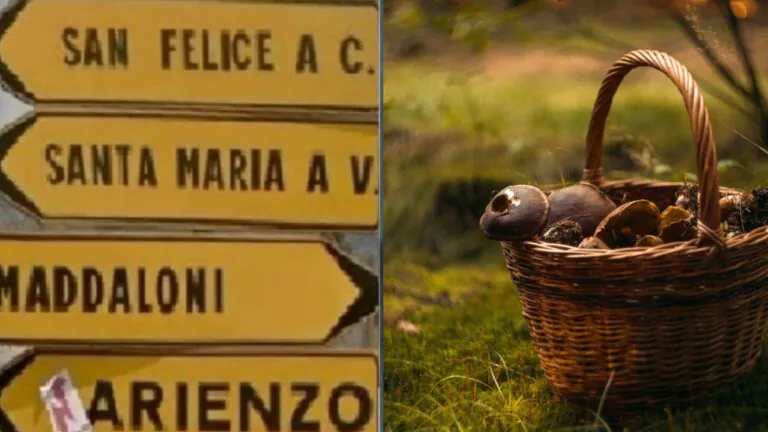 Intossicato dai funghi: corsa in ospedale