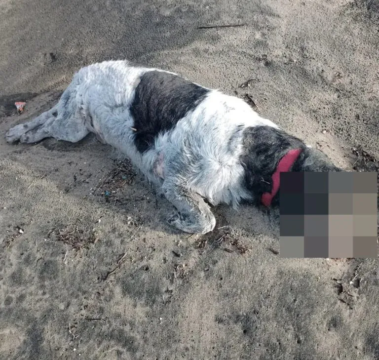 Cane lasciato morire sulla spiaggia: trovato con ferite sul muso