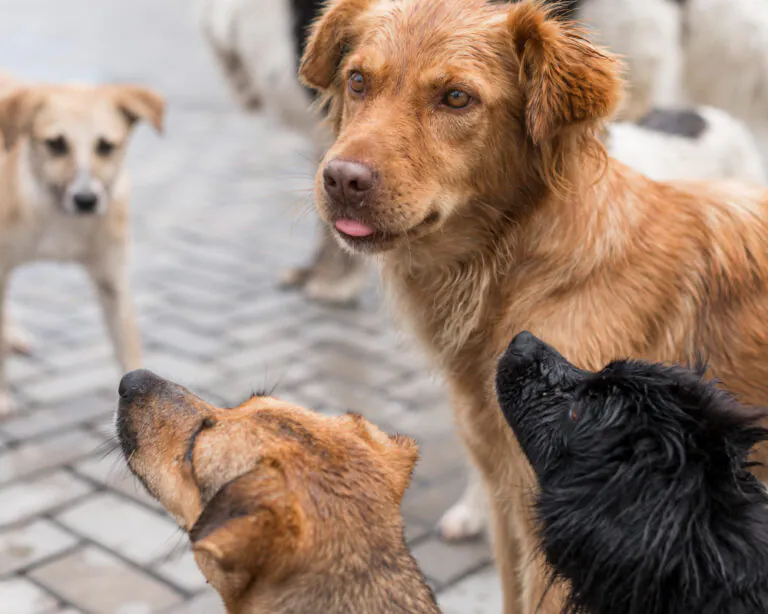 Professore assalito da dieci cani durante una passeggiata, salvato dai militari in extremis