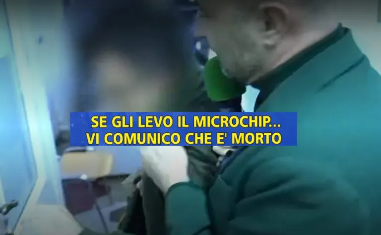 Il falso veterinario arriva in tv su Striscia. L’irruzione di Abete: “Così li faceva fuori”