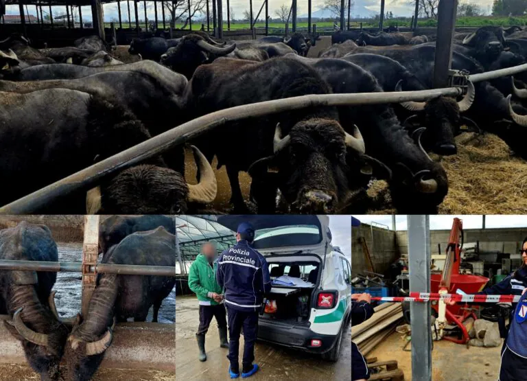 Bufale morte date in pasto agli animali e sversamenti: sequestrata azienda bufalina