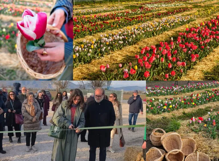 Laurél un campo di tulipani da raccogliere: you pick. Start il 20 marzo