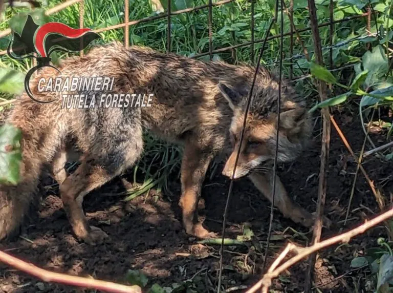 Volpe intrappolata salvata dai militari