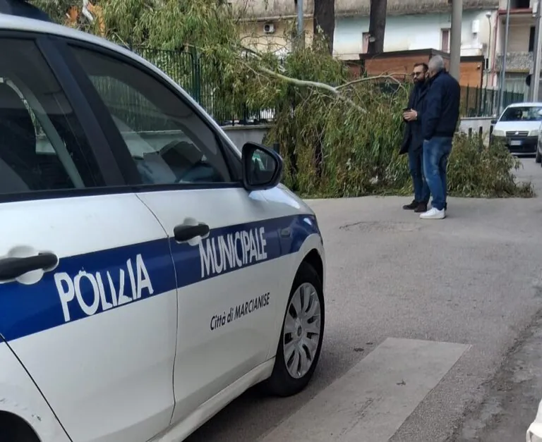 Albero cede a pochi minuti dall’ingresso degli alunni