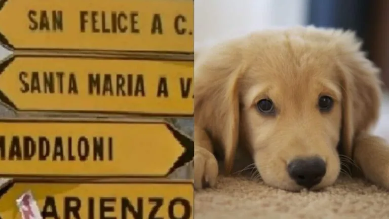 Bimba gioca col cane ma finisce male: becca morso al volto