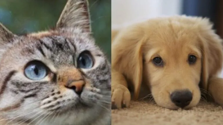 Spargono esche avvelenate per uccidere cani e gatti: è emergenza