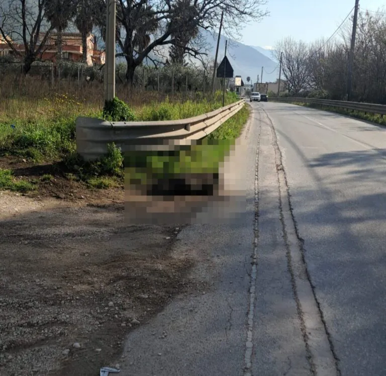Rimossa la carcassa del cinghiale travolto da un veicolo