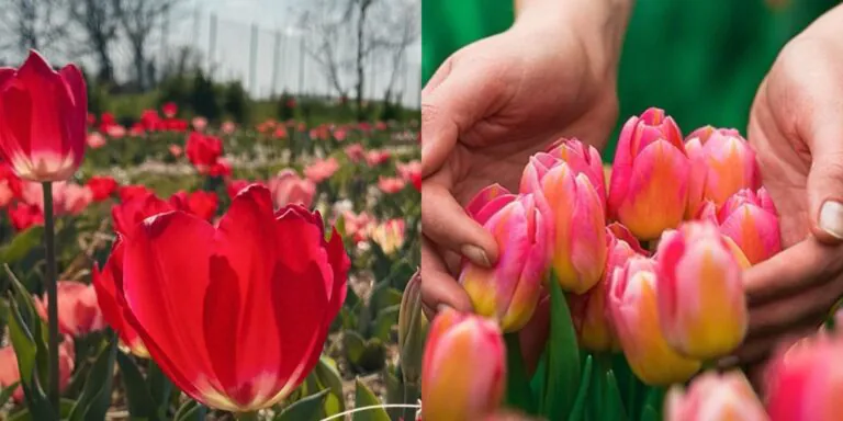 “Laurèl”: apre campo di tulipani