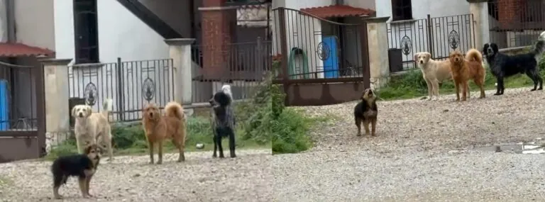 Branco di cani randagi aggressivi: residenti di una strada della valle lanciano appello