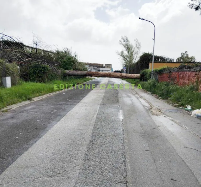 Maltempo: albero crolla sulla strada. Disagi nella zona industriale