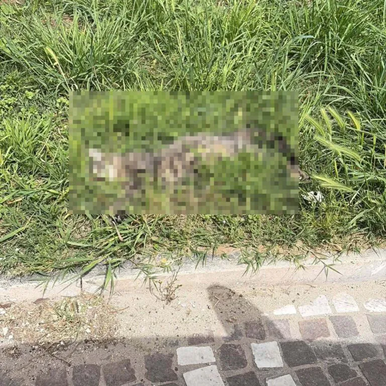 Prendono a calci gattino e lo lasciano morire: orrore in città