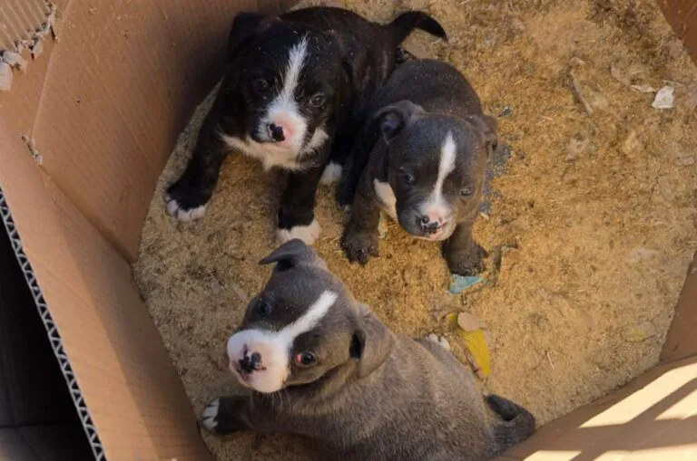 Abbandona 3 cuccioli e viene stanato dagli agenti