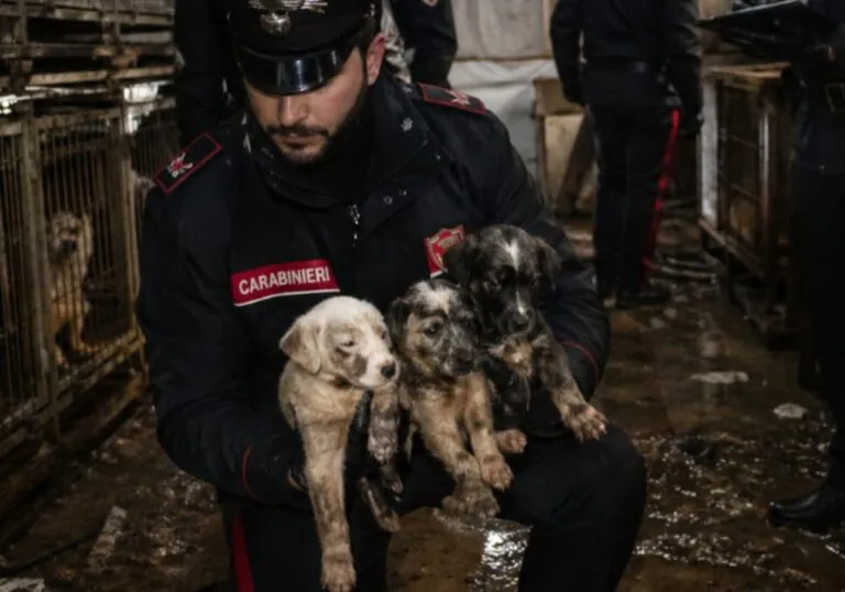 Cuccioli in un box lager tra ferite e orrori: uno è morto