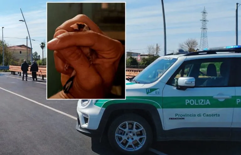 Nasconde 80 uccelli in casa: ci sono pure specie protette