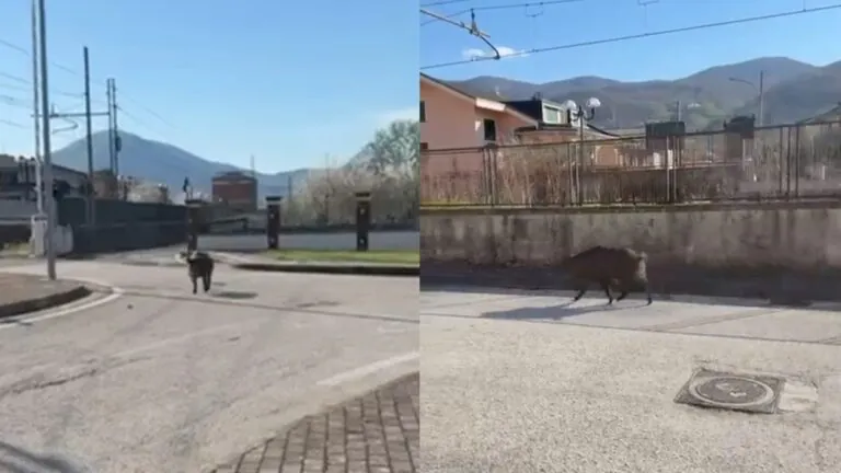 Grosso cinghiale terrorizza quartiere