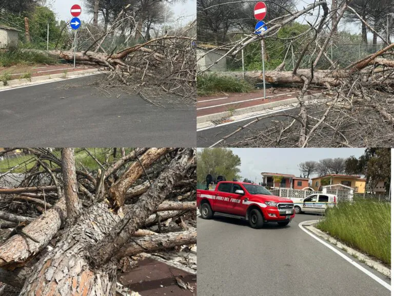 Vento forte abbatte alberi sulla strada, disagi alla circolazione