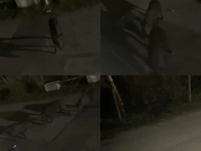 Cinghiali invadono la zona, residenti bloccati in casa