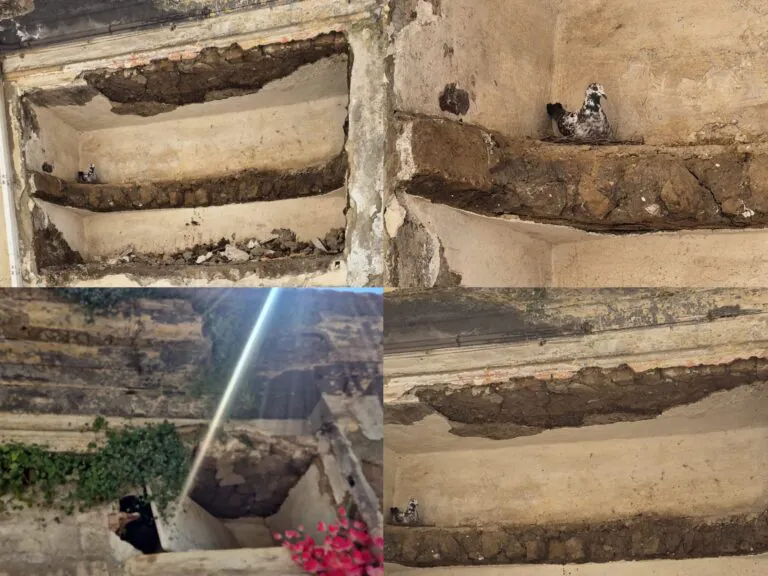 Degrado al cimitero: loculi ancora danneggiati e scoperti, colombi fanno il nido dentro