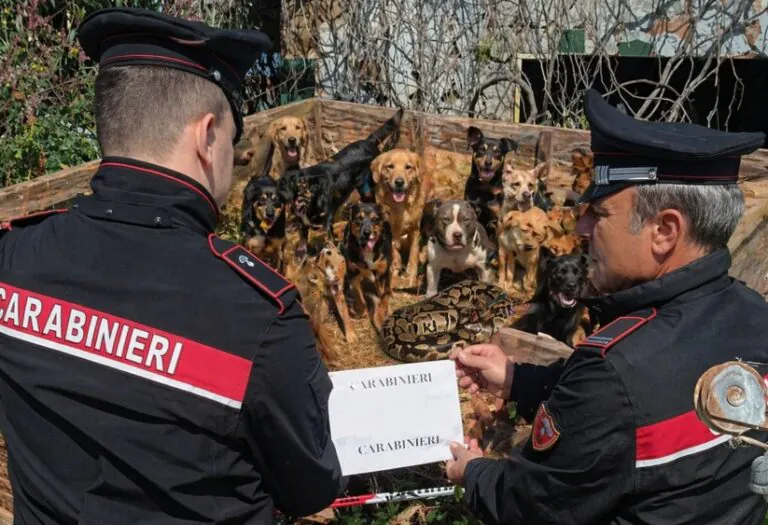 Tiene in una casa-discarica 13 cani e un pitone reale