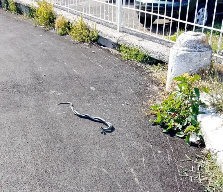 Serpenti avvistati in strada: “State attenti”
