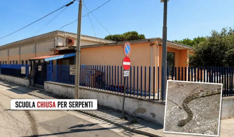 Serpenti al plesso dell’infanzia e primaria: Comune chiude scuola per 2 giorni