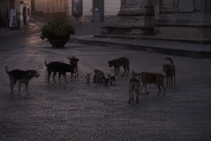 Branco di cani sbrana gatta coi suoi cuccioli, orrore in piazza