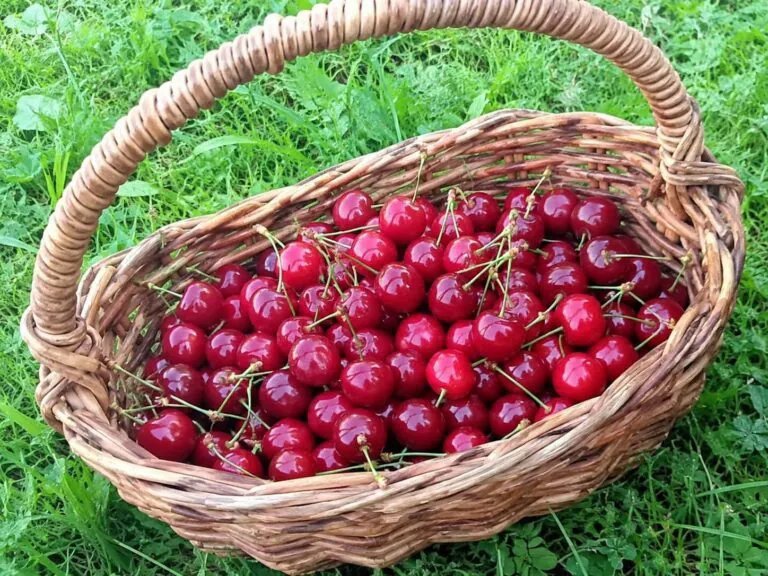 Torna la Festa della Ciliegia: 2 weekend tra sapori e tradizioni nel comune casertano