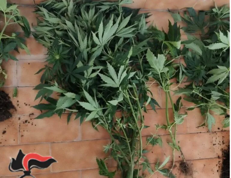 Serra artigianale di marijuana in casa, sequestrate 100 piante