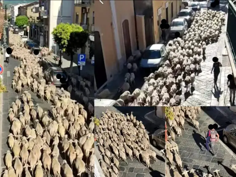 Grande “corteo” di pecore attraversa il comune della valle