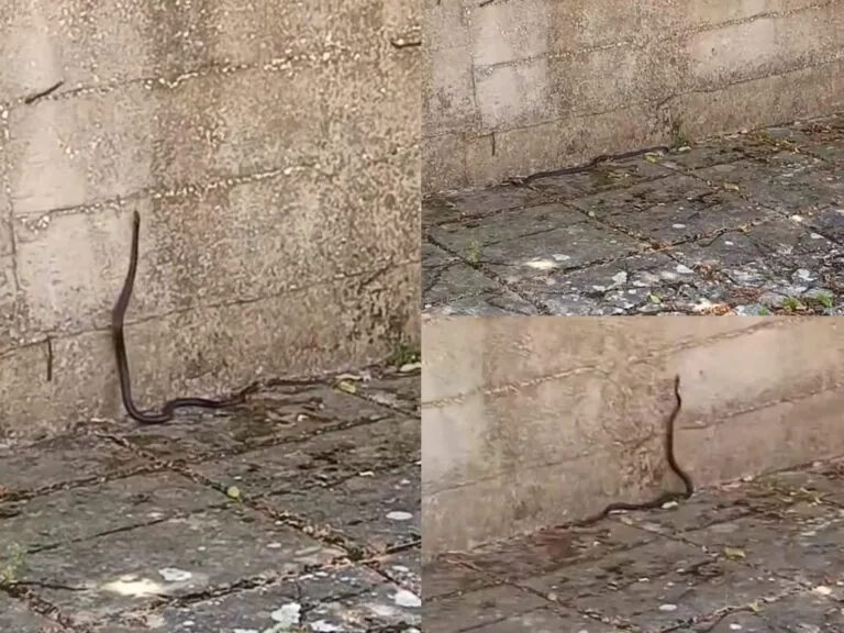 Serpente compare sul marciapiede, paura tra i passanti