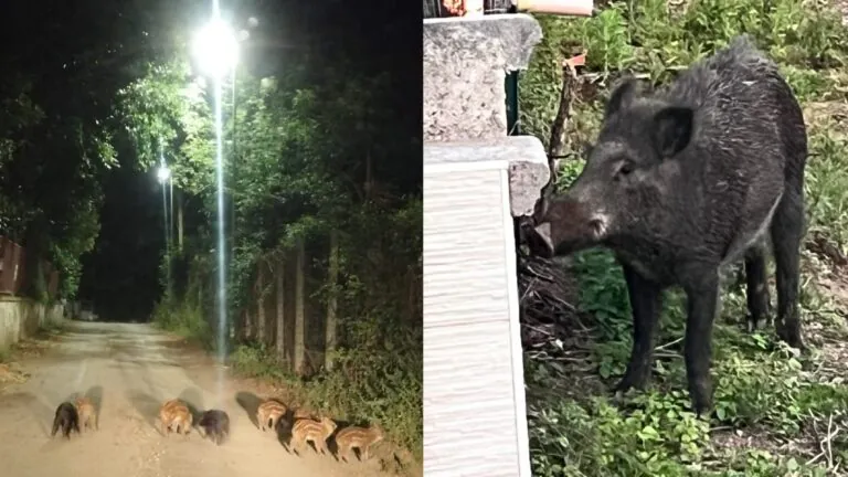Cinghiali “invadono” i comuni della valle