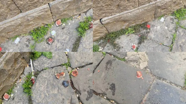 Spargono veleno in strada, è allarme