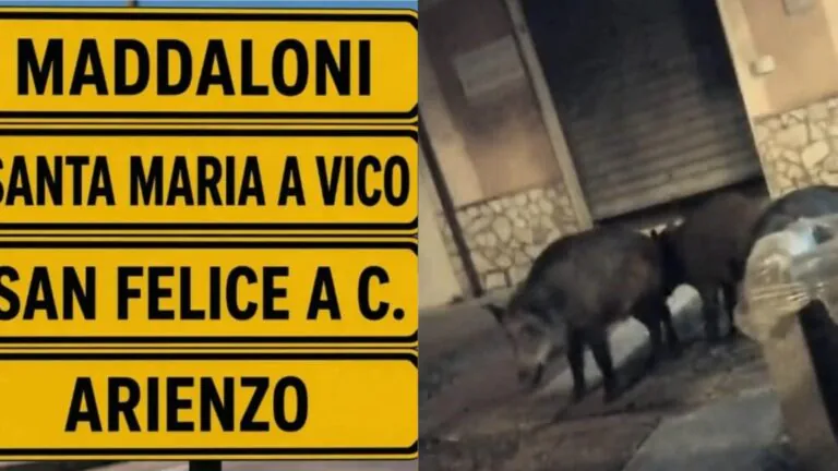 Cinghiali “invadono” le aree residenziali: è emergenza