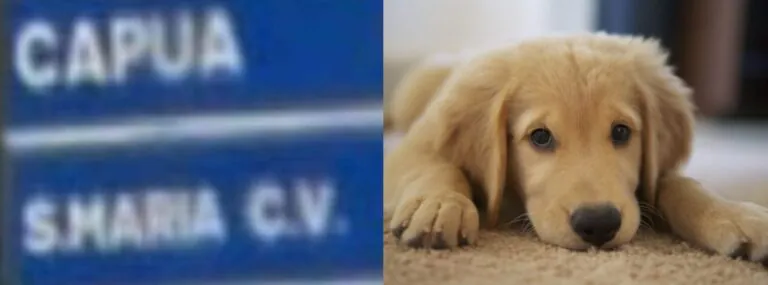 Cani uccisi col veleno per lumache, orrore in città