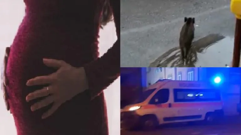 Dramma nella frazione: ragazza incinta alla guida travolge cinghiale. Trasportata d’urgenza