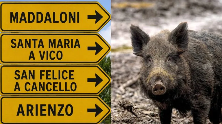 Esce nel giardino e trova cinghiale morto
