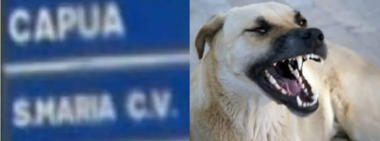 Aggredito da grosso cane mentre passeggia, paura in strada