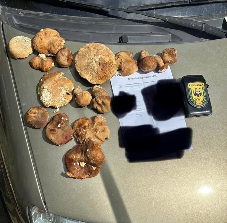 Beccati cercatori di funghi abusivi, scattano sanzioni