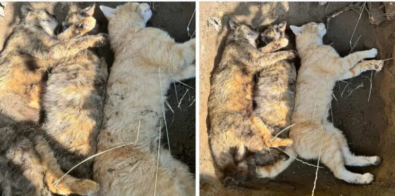 Gatti avvelenati nei pressi della scuola, orrore nella frazione