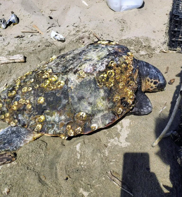 Tartaruga trovata senza vita in spiaggia